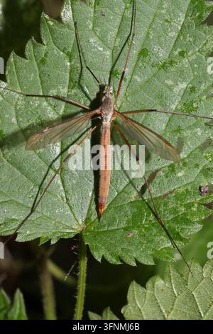 KRANFLIEGE (Familie Tipulidae, möglicherweise Tipula sp.) Weibchen, das auf einem Brennnesselblatt ruht, UK. Stockfoto