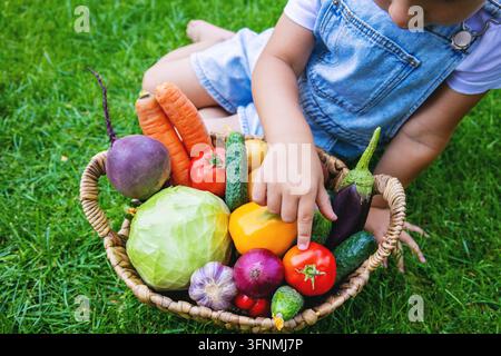 Kind zeigt auf frisches Bio-Gemüse in einem Weidenkorb auf grüner Wiese. Stockfoto