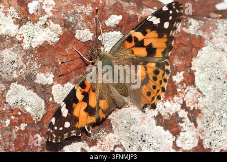 SCHÖNERDAME-SCHMETTERLING (Vanessa cardui) mit Flügelabnutzung, UK. Stockfoto