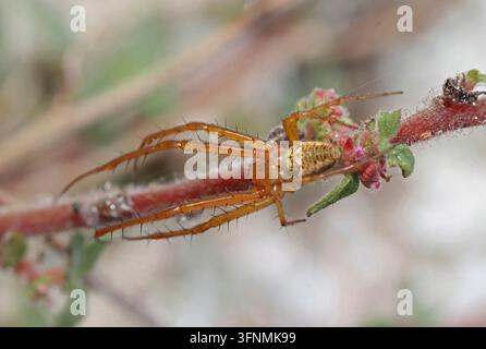 KLEINER GARTENSPINNER auch bekannt als HERBSTSPINNER, wahrscheinlich Metellina segmentata, UK. Stockfoto