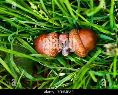 Reife Eicheln der nordamerikanischen Rot-Eiche, die auf frischem, lebendigem Grün in einem Stadtpark liegen. Stockfoto