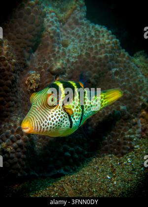 Ein farbenfroher Schwarzsattel-Toby (Canthigaster coronata) Kugelfisch, der nahe einem Korallenriff-Substrat schwimmt. Lebendiger Unterwasser-Wildtieraufnahm. Stockfoto