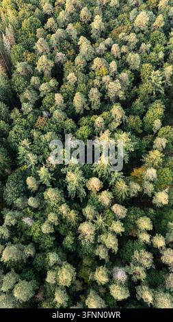 Top-Down-Luftbild eines gemischten Nadelwald-Bestandes, vertikal Stockfoto