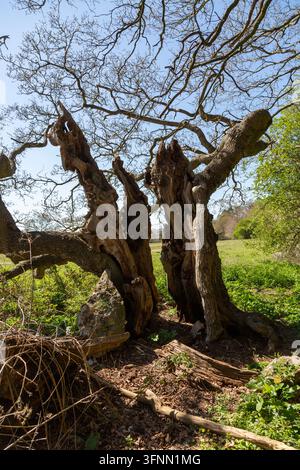 Eine uralte, von Blitz getroffene Eiche im eisenzeitlichen Fort Bulstrode in Buckinghamshire Stockfoto