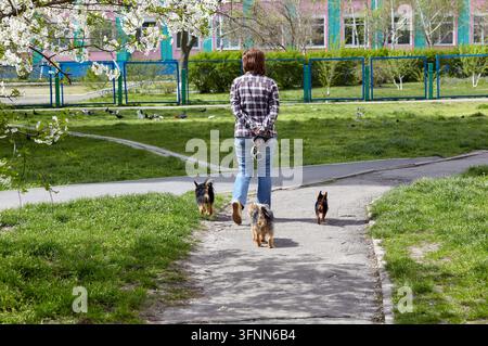 Eine mittelalte Frau in einem karierten Hemd und Jeans geht auf einem Pfad, während sie drei kleine Yorkshire-Terrier-Hunde auf einem grünen Rasen ausführt. Im Hintergrund, Stockfoto