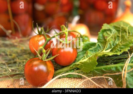 Hausgemachte eingelegte Tomaten in Gläsern mit frischem Gemüse und Dill Stockfoto