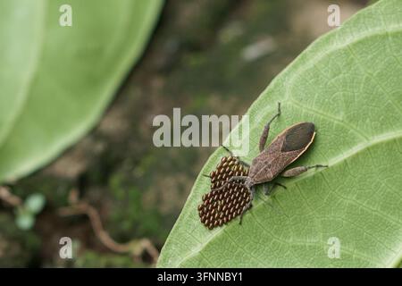 Nahaufnahme eines braunen Schildläufers, der seinen Eiknäuel schützt, das er auf einem lebendigen grünen Blatt in der Natur abgelegt hat Stockfoto