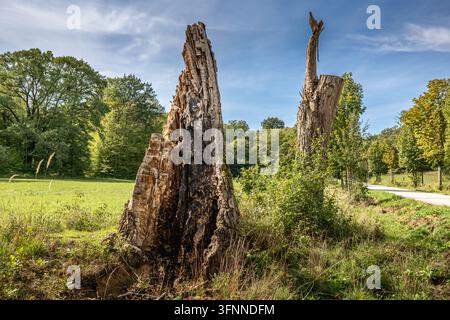 Zwei alte, verfallene Baumstümpfe stehen auf einer sonnigen Wiese. Diese Überreste eines Waldes dienen als natürliche Wahrzeichen und zeigen die fortwährenden Zyklen des Lebens Stockfoto