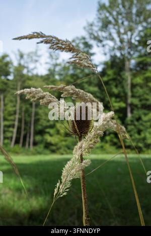 Eine getrocknete Karde steht hoch in einer üppigen Wiese, eingerahmt von feinen Gräsern. Sie repräsentiert die rustikale Schönheit der Natur, während die Landschaft übergeht Stockfoto