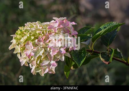 Nahaufnahme von weißem und pinkfarbenem Blütenkopf oder Blütenstand von Hydrangea macrophylla-Blüten, isoliert im Sonnenlicht auf natürlichem Hintergrund in einem Gartenaußenbereich Stockfoto