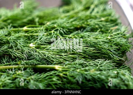 Frischer Dill mit zarten grünen fiedrigen Blättern und schlanken Stielen, angeordnet in einer transparenten Plastikverpackung. Kulinarisches Gewürz Stockfoto