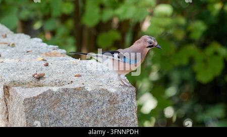 Eine scharfe horizontale Nahaufnahme, die einen wunderschönen Eichelhäher einfängt Stockfoto