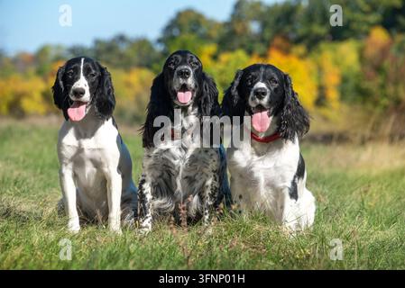 Eine Gruppe von drei liebenswerten russischen Jagdsponhunden sitzt zusammen auf einem grünen Rasen in einem Herbstpark. Die Hunde sehen glücklich aus mit ihrem Ton Stockfoto