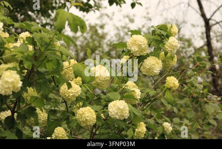 Blühender Viburnum opulus steril (Bulldenesh) Strauch mit cremefarbenen Schneeballblüten in einem Frühlingsgarten Stockfoto