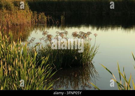 Scenische Ansammlung von blühendem Butomus umbellatus (Blütendolde) in einem ruhigen Fluss während des Herbstes Stockfoto