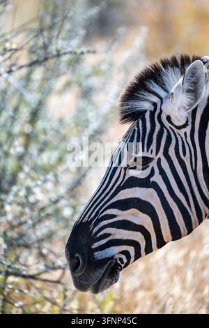 Nahaufnahmeporträt eines Steppenzebras (Equus quagga) mit auffälligen schwarz-weißen Streifen. Das Zebra schaut leicht nach links und zeigt sein Stockfoto