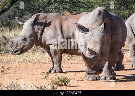 Zwei majestätische Weiße Nashörner (Ceratotherium simum) stehen auf trockenem, sandigem Boden im Waterberg-Plateau, umgeben von spärlicher Savannenvegetation Stockfoto