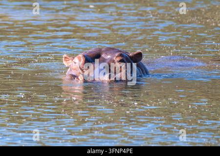 Eine Nahaufnahme, ein ruhiger Blick auf ein Nilpferd (Hippopotamus amphibius), das teilweise in einem Fluss versunken ist, wobei Kopf und Ohren über dem Wasser sichtbar sind Stockfoto