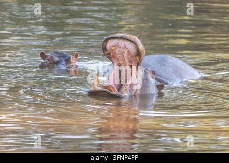 Ein mächtiger Nilpferd (Hippopotamus amphibius) zeigt sein großes offenes Maul, während es in einem Fluss eingetaucht ist, mit einem weiteren Nilpferd im Stockfoto