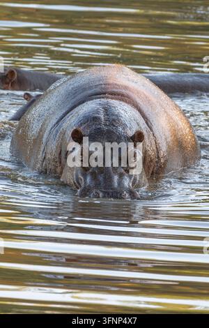 Ein majestätischer Nilpferd (Hippopotamus amphibius) ist teilweise in einem Fluss versenkt, wobei Kopf und Rücken über der Wasseroberfläche sichtbar sind während Stockfoto