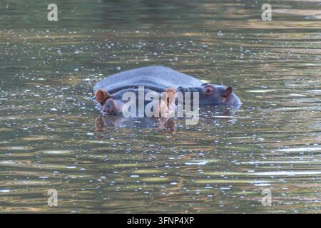 Ein Nilpferd (Hippopotamus amphibius) ruht teilweise im Wasser eines Flusses, wobei seine kleinen Ohren und Augen über der Wasseroberfläche sichtbar sind. Stockfoto
