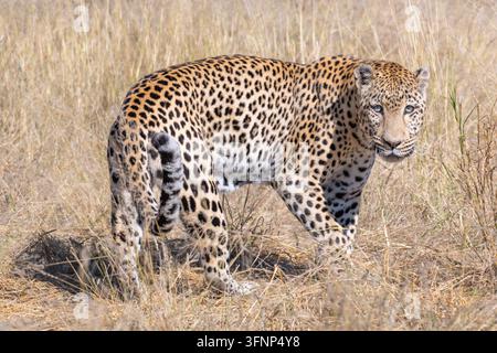 Ein majestätischer Leopard (Panthera pardus) schreitet durch hohes, trockenes goldenes Gras in der afrikanischen Savanne und präsentiert sein charakteristisches geflecktes Fell und seine Kraft Stockfoto