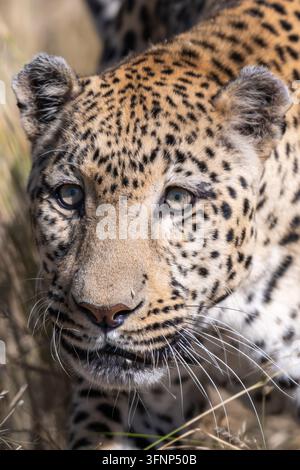 Ein detailliertes, majestätisches Nahaufnahme-Porträt eines Leoparden (Panthera pardus) mit auffallend blau-grauen Augen, das sein kompliziertes geflecktes Fell und die Schnurrhaare zur Schau stellt Stockfoto