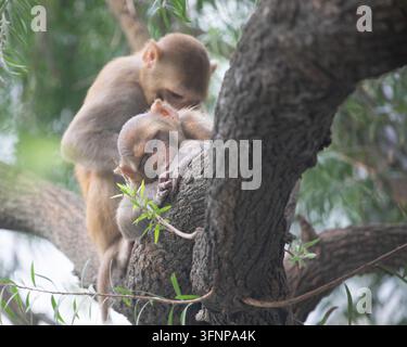 Eine Mutter und ihr Kind, ein Affe, ruhen auf einem Baum Stockfoto