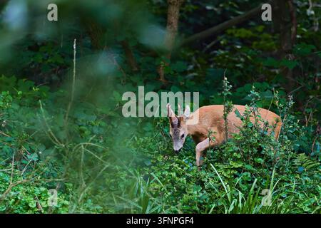Männlicher Rehbock (Capreolus capreolus) steht im tiefen Waldgrün nahe Hamburg, Deutschland. Stockfoto