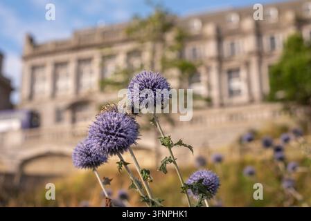Echinops oder Blaue Kugeldisteln in den Union Terrace Gardens, Aberdeen Stockfoto