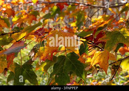 Farbenfrohes Herbstahornlaub im Wandel, in Schattierungen von Rot, Gelb und Grün an Bäumen in Georgina, Ontario, Kanada. Stockfoto