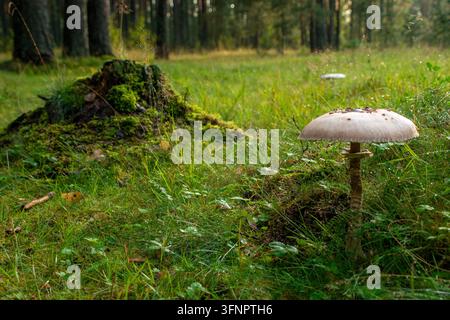 Atmosphärisches Naturfoto, das einen großen wilden Regenschirmpilz zeigt, der auf einer lebendigen grünen Lichtung im Wald wächst. Ein moosiger alter Baumstumpf Stockfoto