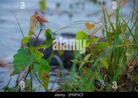 Nahaufnahme von jungen Birken-Setzlingen mit grünen und rötlich-herbstlichen Blättern, die neben Wildgräsern an einem Flussufer oder Seeufer wachsen. Der Unschärfebereich Stockfoto