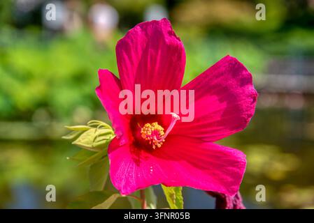 Nahaufnahme einer leuchtend rosa Seerose in voller Blüte mit gelbem Zentrum und Samenkapseln über einem spiegelnden Teich im Parco Giardino Sigurta in V Stockfoto