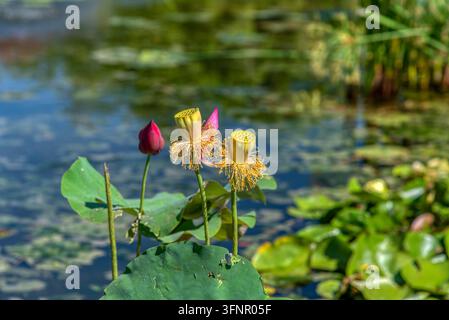 Nahaufnahme einer leuchtend rosa Seerose in voller Blüte mit gelbem Zentrum und Samenkapseln über einem spiegelnden Teich im Parco Giardino Sigurta in V Stockfoto