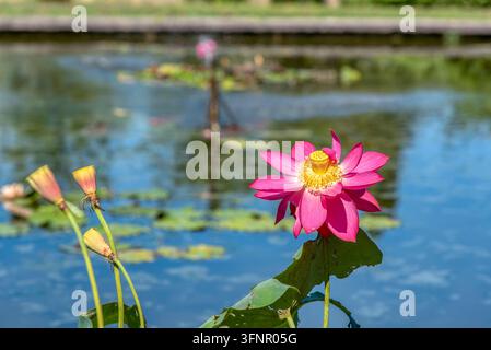 Nahaufnahme einer leuchtend rosa Seerose in voller Blüte mit gelbem Zentrum und Samenkapseln über einem spiegelnden Teich im Parco Giardino Sigurta in V Stockfoto