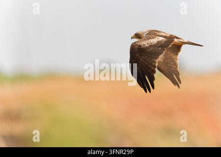 Lichtmorpher Schlangenadler (Hieraaetus pennatus) von der Seite im Flug fotografiert, zeigt helle Unterseite, braune Flügel und einen Hakenschnabel vor einem Stockfoto