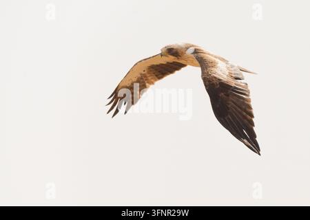 Hellmorpher Adler (Hieraaetus pennatus) fliegt mit erhobenen Flügeln vor einem blassen Himmel, zeigt dunkle Flugfedern und einen Hakenschnabel. Kopierraum Stockfoto