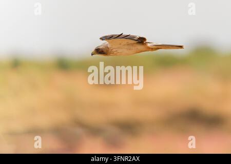 Lichtmorpher Schlangenadler (Hieraaetus pennatus) von der Seite im Flug fotografiert, zeigt helle Unterseite, braune Flügel und einen Hakenschnabel vor einem Stockfoto