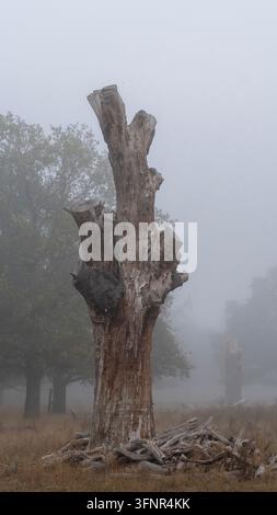 Alter Baumstamm und Holzstapel im Bushy Park, der in einer nebligen Herbstlandschaft steht und eine tiefe Nebelstimmung und mysteriöse Waldnahe ausstrahlt Stockfoto