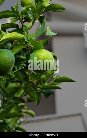 Vertikale detaillierte Makro-Stockfotografie, die unreife grüne Zitrusfrüchte zeigt, die an einem Ast eines Baumes hängen, umgeben von dichtem Laub im Freien unter natürlichem Tageslicht Stockfoto