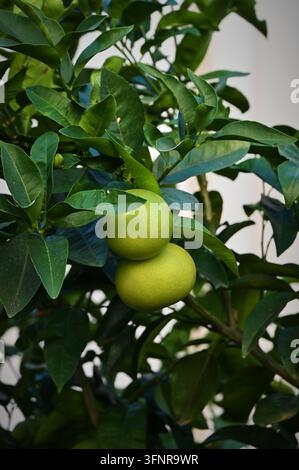 Vertikale detaillierte Makro-Stockfotografie, die unreife grüne Zitrusfrüchte zeigt, die an einem Ast eines Baumes hängen, umgeben von dichtem Laub im Freien unter natürlichem Tageslicht Stockfoto