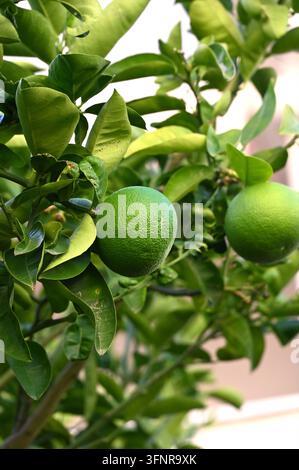 Vertikale detaillierte Makro-Stockfotografie, die unreife grüne Zitrusfrüchte zeigt, die an einem Ast eines Baumes hängen, umgeben von dichtem Laub im Freien unter natürlichem Tageslicht Stockfoto