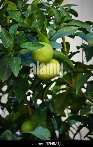 Vertikale detaillierte Makro-Stockfotografie, die unreife grüne Zitrusfrüchte zeigt, die an einem Ast eines Baumes hängen, umgeben von dichtem Laub im Freien unter natürlichem Tageslicht Stockfoto