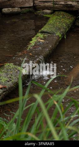 Buschiger Park moosbedecktes hölzernes Wehr und kleiner Bach-Wasserfall mit üppigem grünem Gras und Laub, umgeben von Natur im Freien an einem ruhigen Tag Stockfoto