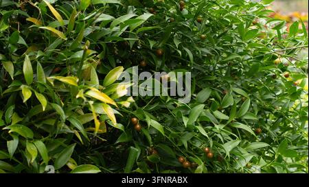 Dichtes grünes Büschelgras Ruscus aculeatus mit kleinen Beeren und lebendigen Blättern, das im Freien in einer natürlichen Parkumgebung wächst Stockfoto