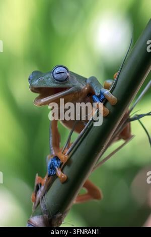 Java-Flughörnchen (rhacophorus reinwardtii) sitzt auf einem Bambusstiel Stockfoto