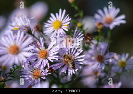 Mehrere Bienen sammeln unter blasslila Astern in einem farbenfrohen Garten im Nahaufnahme. Stockfoto
