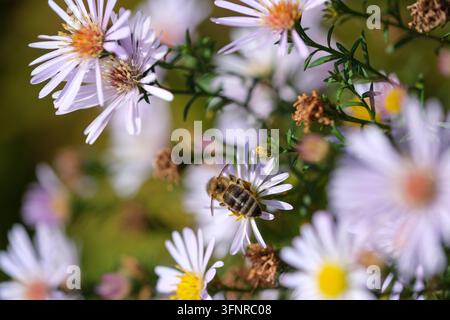 Eine Biene ernährt sich von einem lila Astern, während andere Blüten im Hintergrund sanft verschwimmen. Stockfoto