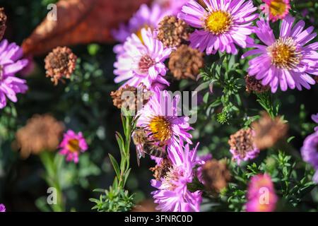 Lila Astern blühen um eine Besucherin, eine Biene, in einer Nahaufnahme des Gartens. Stockfoto